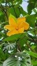 Yellow lovely flowers with wide leaves