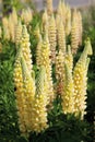 Yellow Lupin flowers Royalty Free Stock Photo