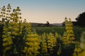 Yellow lupin flowers among the hills and curious sheep on a farm during sunset. New Zealand landscape Royalty Free Stock Photo