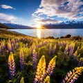 Yellow lupines at Lake Wakatipu Royalty Free Stock Photo