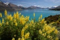 Yellow lupines at Lake Wakatipu Royalty Free Stock Photo