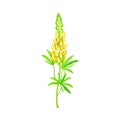 Yellow Lupinus or Lupine Dense Flower with Palmately Green Leaves on Erect Stem Vector Illustration