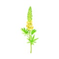 Yellow Lupinus or Lupine Dense Flower with Palmately Green Leaves on Erect Stem Vector Illustration