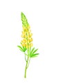 Yellow Lupinus or Lupine Dense Flower with Palmately Green Leaves on Erect Stem Vector Illustration