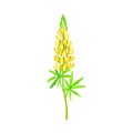 Yellow Lupinus or Lupine Dense Flower with Palmately Green Leaves on Erect Stem Vector Illustration