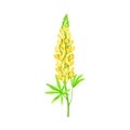 Yellow Lupinus or Lupine Dense Flower with Palmately Green Leaves on Erect Stem Vector Illustration