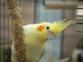 Yellow lutino cockatiel in cage with millet Royalty Free Stock Photo