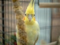 Yellow lutino cockatiel peering from behind millet in cage