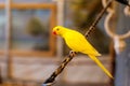 Yellow Lutino Indian Ringneck Parakeet sitting on a rope