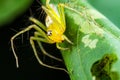Yellow Lynx Spider on green leaf Royalty Free Stock Photo