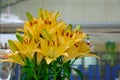 Yellow lys flowers