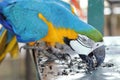 Yellow macaw with blue wing eating Royalty Free Stock Photo