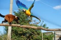 Yellow macaw flies over a macaque monkey on a branch. Funny Foto