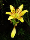 Yellow red garden lily stamens macro photography. yellow lily petals floral background. lily, orchid, macro