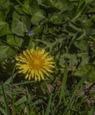 Yellow macro flower dandelion in green grass in sunny day Royalty Free Stock Photo