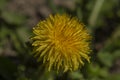 Yellow macro flower dandelion in green grass in sunny day Royalty Free Stock Photo