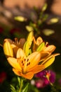 Yellow Madonna lily flower Lilium candidum with buds in nature. Background in nature. Detailed closup shoot in sun Royalty Free Stock Photo