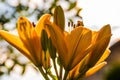 Yellow Madonna lily flower Lilium candidum with buds in nature. Background in nature. Detailed closup shoot in sun Royalty Free Stock Photo