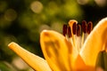 Yellow Madonna lily flower Lilium candidum with buds in nature. Background in nature. Detailed closup shoot in sun Royalty Free Stock Photo