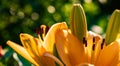 Yellow Madonna lily flower Lilium candidum with buds in nature. Background in nature. Detailed closup shoot in sun Royalty Free Stock Photo