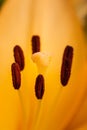 Yellow Madonna lily flower Lilium candidum with buds in nature. Background in nature. Detailed closup shoot in sun Royalty Free Stock Photo