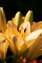 Yellow Madonna lily flower Lilium candidum with buds in nature. Background in nature. Detailed closup shoot in sun Royalty Free Stock Photo