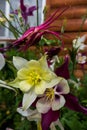 Yellow and magenta flowers