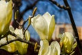 Yellow magnolia flowers