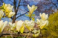 Yellow magnolia flowers