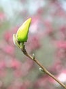 Yellow Magnolia Flower Bud Royalty Free Stock Photo