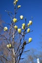 Yellow magnolia buds on a blue sky background