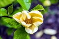 Yellow magnolia flower