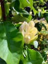 Yellow Magnolia in Spring Garden