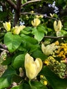 Yellow Magnolia in Spring Garden