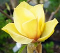 A yellow Magnolia Tree blossom Royalty Free Stock Photo