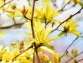 Yellow Magnolia Tree Blossoms