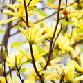 Yellow Magnolia Tree Blossoms