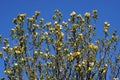 Yellow magnolia tree in full bloom Royalty Free Stock Photo