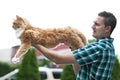 Yellow Maine Coon Cat Royalty Free Stock Photo