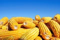 Yellow maize under blure sky