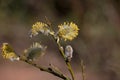 Yellow male catkins blossoming on a goat willow tree, Salix caprea or pussy willow, close-up view Royalty Free Stock Photo