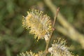 Yellow male catkins flowering on goat willow, Salix caprea or pussy willow, blurred brown background, close-up view Royalty Free Stock Photo