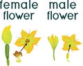 Yellow male and female zucchini flowers