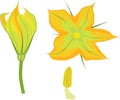 Yellow male zucchini flower