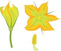 Yellow male zucchini flower Royalty Free Stock Photo