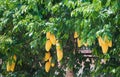 Yellow Mango fruit with leaf on tree Royalty Free Stock Photo