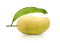 Yellow mango on white background. Royalty Free Stock Photo
