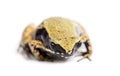 Yellow mantella or eastern mantella, Mantella crocea Royalty Free Stock Photo