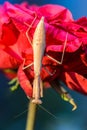 Mantis iris polystictica sits on red rose Royalty Free Stock Photo