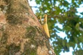 Yellow mantis on the tree